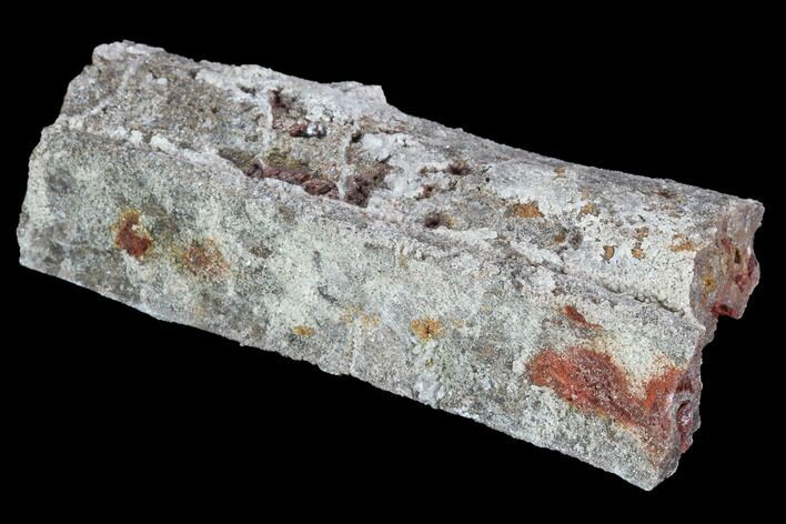 Devonian Petrified Wood (Callixylon) Section - Oldest True Wood #91793